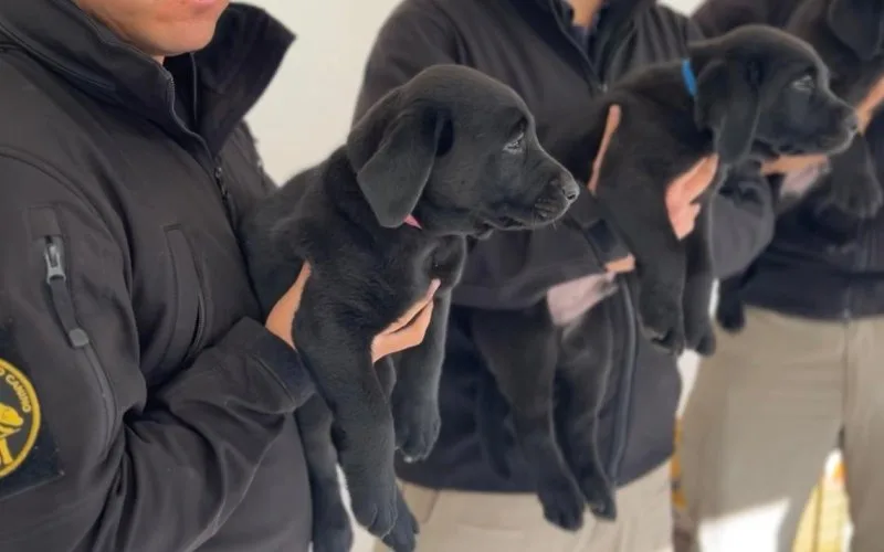 Brigada de Adiestramiento Canino cachorros 