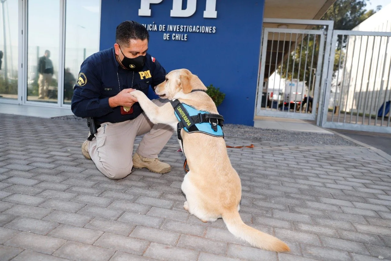 Brigada de Adiestramiento Canino cachorros 