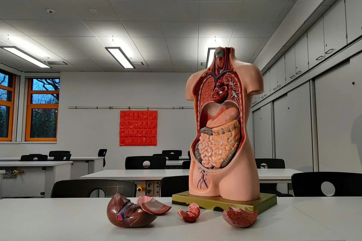 El Sistema Digestivo en el Cuerpo Humano