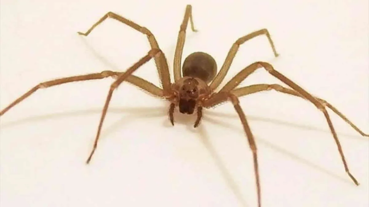 ¿Qué hacer si encuentras una araña de rincón en casa? » Hoy Noticias Araña de Rincón en Chile todo lo que necesitas saber
